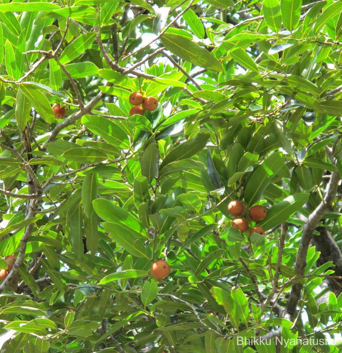 Diospyros malabarica (Desr.) Kostel.